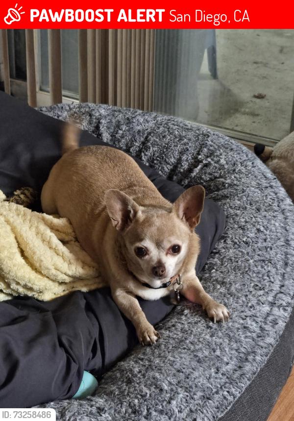 Lost Female Dog last seen Near blocks away from Valencia park elementary, San Diego, CA 92114
