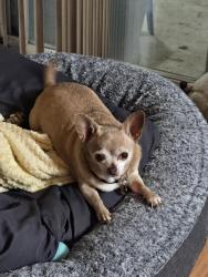 Lost Female Dog last seen Near blocks away from Valencia park elementary, San Diego, CA 92114