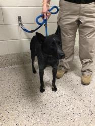 Shelter Stray Male Dog last seen 113TH / PICADILLY, 12155 Park Blvd, Brighton, CO 80601, USA