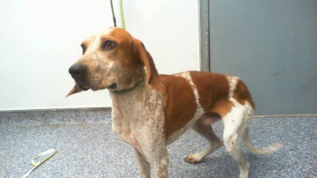 Shelter Stray Male Dog last seen CHARLOTTE, 8315 Byrum Dr, Charlotte, NC 28217, USA