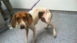 Shelter Stray Female Dog last seen CHARLOTTE, 8315 Byrum Dr, Charlotte, NC 28217, USA