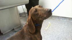 Shelter Stray Male Dog last seen CHARLOTTE, 8315 Byrum Dr, Charlotte, NC 28217, USA