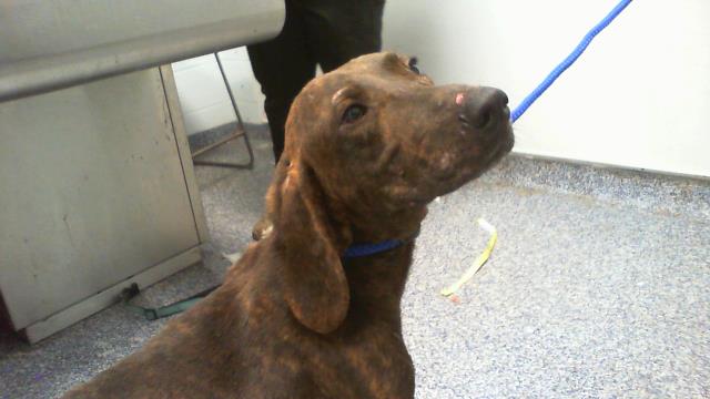 Shelter Stray Male Dog last seen CHARLOTTE, 8315 Byrum Dr, Charlotte, NC 28217, USA