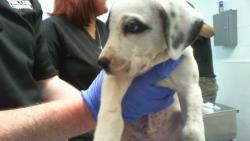 Shelter Stray Male Dog last seen CHARLOTTE, 8315 Byrum Dr, Charlotte, NC 28217, USA