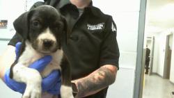 Shelter Stray Female Dog last seen CHARLOTTE, 8315 Byrum Dr, Charlotte, NC 28217, USA