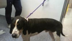 Shelter Stray Male Dog last seen CHARLOTTE, 8315 Byrum Dr, Charlotte, NC 28217, USA