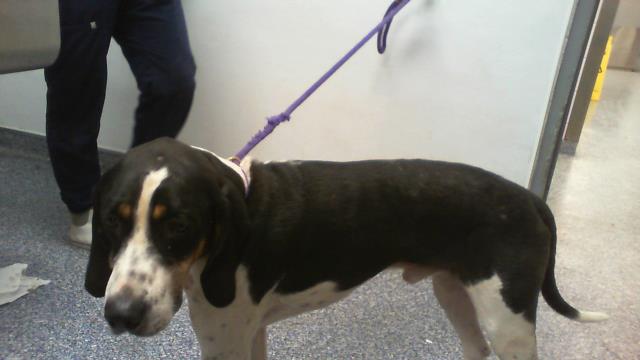 Shelter Stray Male Dog last seen CHARLOTTE, 8315 Byrum Dr, Charlotte, NC 28217, USA
