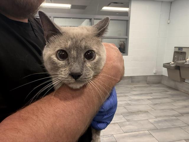 Shelter Stray Female Cat last seen CHARLOTTE, 8315 Byrum Dr, Charlotte, NC 28217, USA