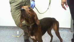 Shelter Stray Male Dog last seen CHARLOTTE, 8315 Byrum Dr, Charlotte, NC 28217, USA