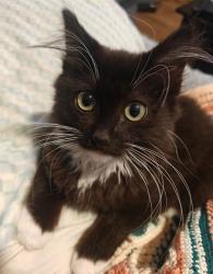 Shelter Stray Male Cat last seen MEADOWGLEN AVE & WALSH WAY, 2127 Front St, Sacramento, CA 95818, USA