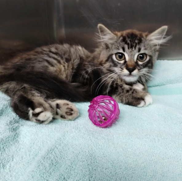 Shelter Stray Unknown Cat last seen BACK YARD @ BERTERO SQUARE ALAMEDA, 1590 Fortmann Way, Alameda, CA 94501, USA