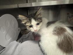 Shelter Stray Male Cat last seen , 1850 W 60th St, Los Angeles, CA 90047, USA