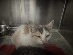 Shelter Stray Female Cat last seen , 1850 W 60th St, Los Angeles, CA 90047, USA