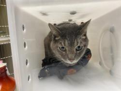 Shelter Stray Male Cat last seen , 3839 W Burnham St, West Milwaukee, WI 53215, USA