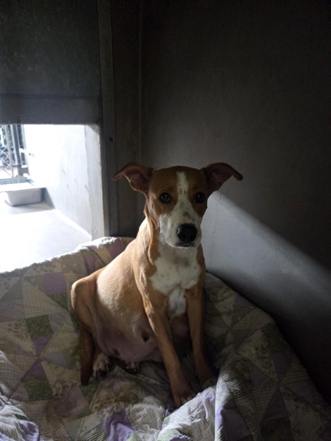 Shelter Stray Female Dog last seen OAK ST & S K ST, SAN BERNARDINO, CA, 92410, USA, 333 Chandler Pl, San Bernardino, CA 92408, USA