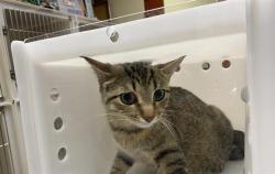 Shelter Stray Female Cat last seen Near BLOCK S 8TH ST, 3839 W Burnham St, West Milwaukee, WI 53215, USA