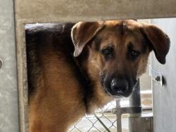 Shelter Stray Male Dog last seen ROMONA AND LILAC, 333 Chandler Pl, San Bernardino, CA 92408, USA