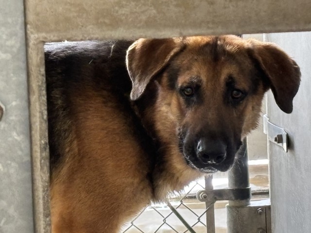 Shelter Stray Male Dog last seen ROMONA AND LILAC, 333 Chandler Pl, San Bernardino, CA 92408, USA