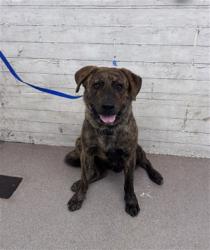 Shelter Stray Male Dog last seen Near BLOCK IRIS (RED TAGGED PROPERTY), 333 Chandler Pl, San Bernardino, CA 92408, USA