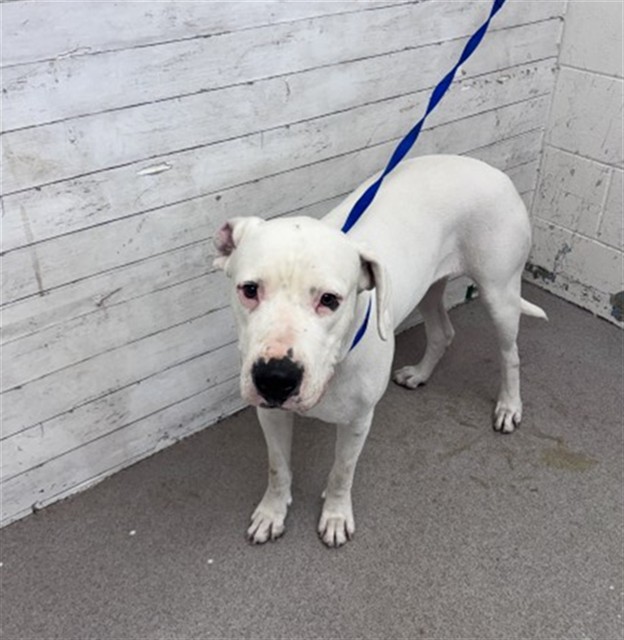 Shelter Stray Female Dog last seen Near BLOCK IRIS (RED TAGGED PROPERTY), 333 Chandler Pl, San Bernardino, CA 92408, USA