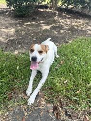 Found/Stray Male Dog last seen liberty creek trl, Houston, TX 77049