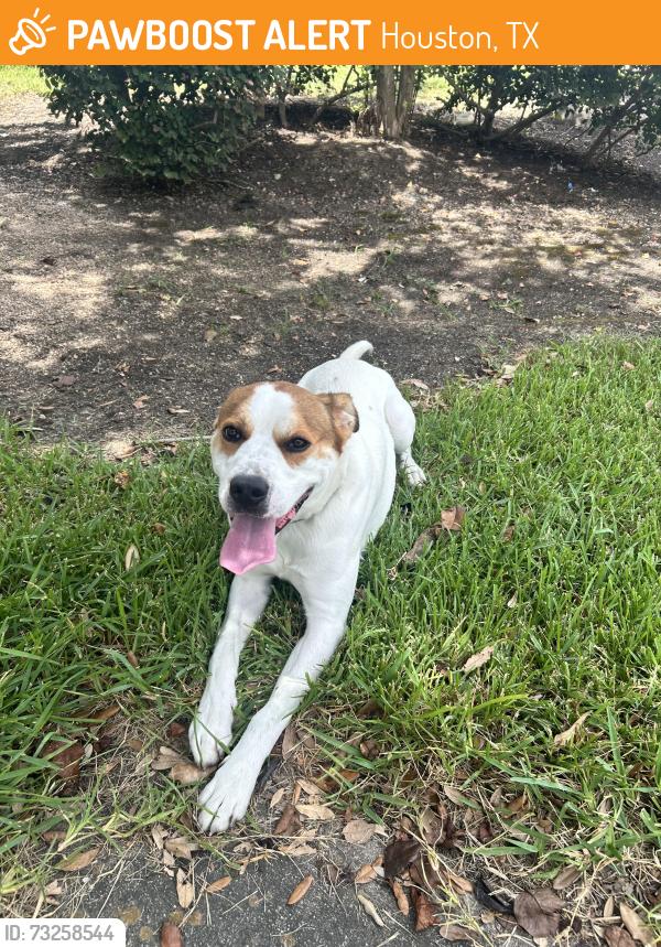 Found/Stray Male Dog last seen liberty creek trl, Houston, TX 77049