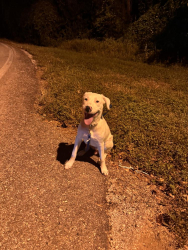 Found/Stray Male Dog last seen Bois ‘D Arc Ln in Fulshear, TX, Fulshear, TX 77441