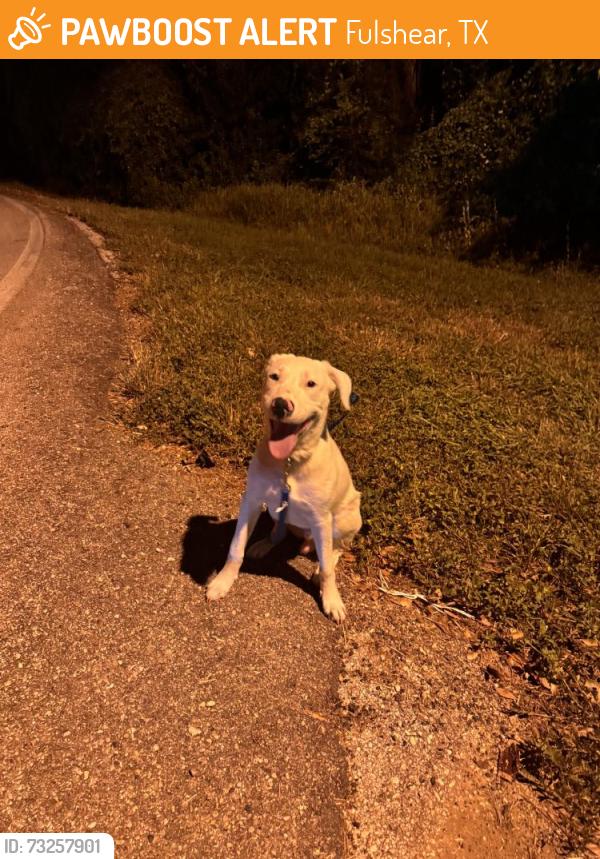 Found/Stray Male Dog last seen Bois ‘D Arc Ln in Fulshear, TX, Fulshear, TX 77441