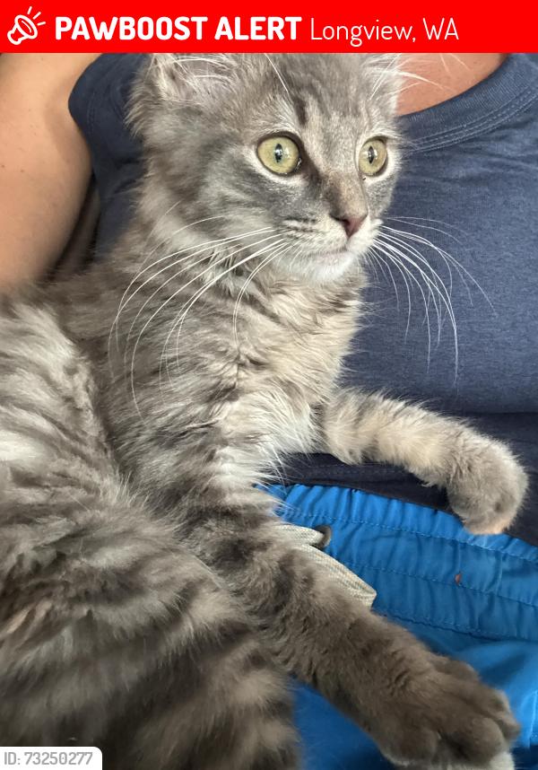 Lost Male Cat last seen Near block 19th Ave and Hemlock St, Longview, WA 98632