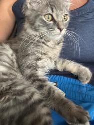 Lost Male Cat last seen Near block 19th Ave and Hemlock St, Longview, WA 98632
