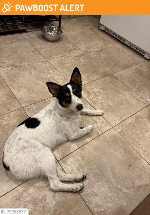 Found/Stray Female Dog last seen Mountain Dell Golf Course, Salt Lake County, UT 84109