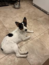 Found/Stray Female Dog last seen Mountain Dell Golf Course, Salt Lake County, UT 84109