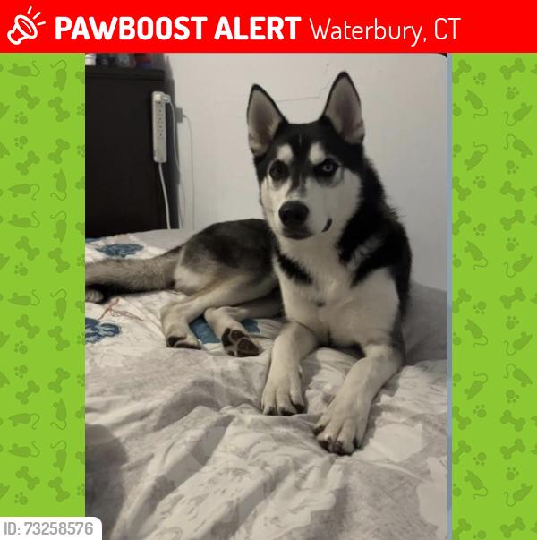 Lost Male Dog last seen Baldwin avenue Waterbury ct, Waterbury, CT 06706