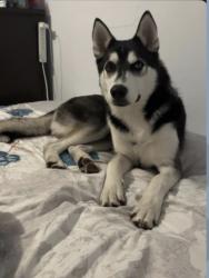 Lost Male Dog last seen Baldwin avenue Waterbury ct, Waterbury, CT 06706