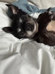 Lost Male Dog last seen 3RD AVE SW, Pacific, WA 98047