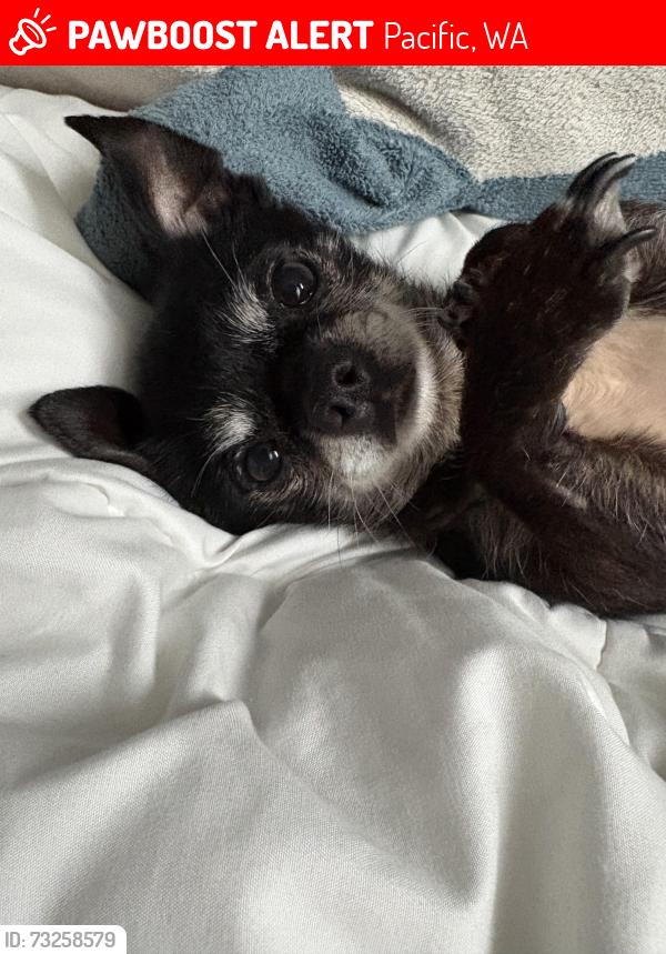 Lost Male Dog last seen 3RD AVE SW, Pacific, WA 98047