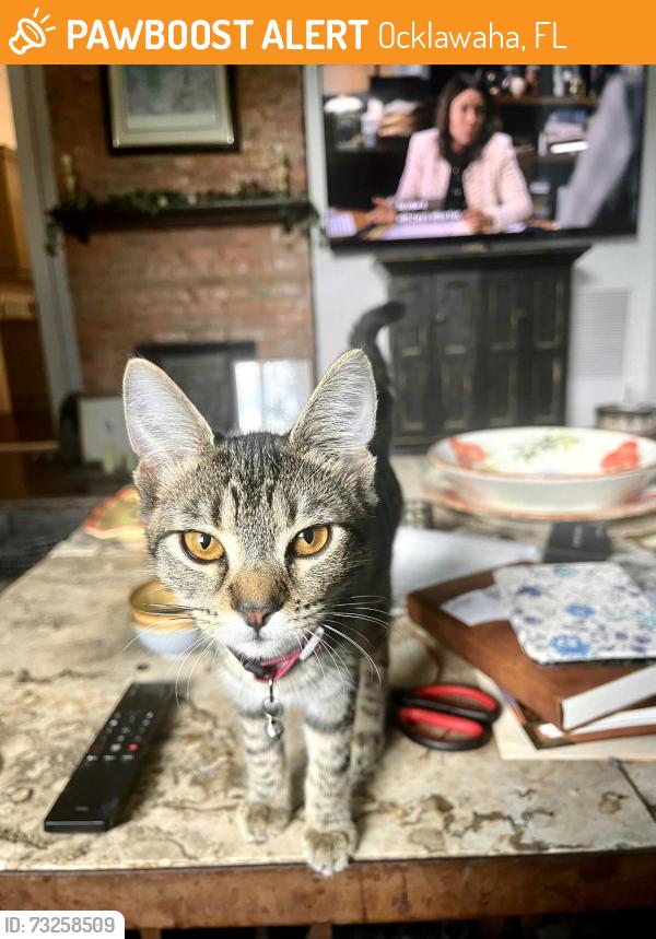 Found/Stray Female Cat last seen SE 128th Place Rd, Ocklawaha, FL 32179