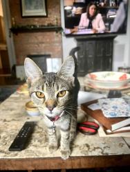 Found/Stray Female Cat last seen SE 128th Place Rd, Ocklawaha, FL 32179