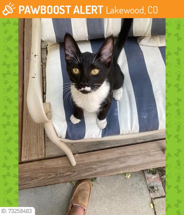 Found/Stray Unknown Cat last seen 8th and Depew, Lakewood, CO 80214