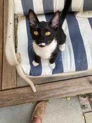Found/Stray Unknown Cat last seen 8th and Depew, Lakewood, CO 80214