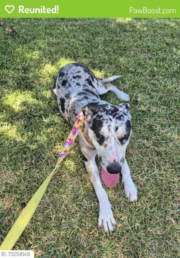 Reunited Female Dog last seen Near Silo, Arlington, TX 76002