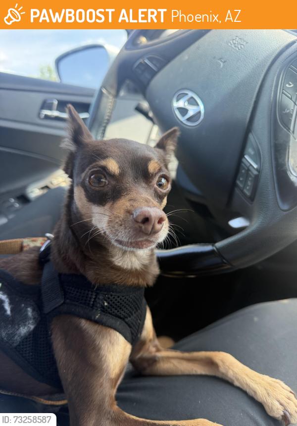 Found/Stray Male Dog last seen Union hills and 40th st, Phoenix, AZ 85032