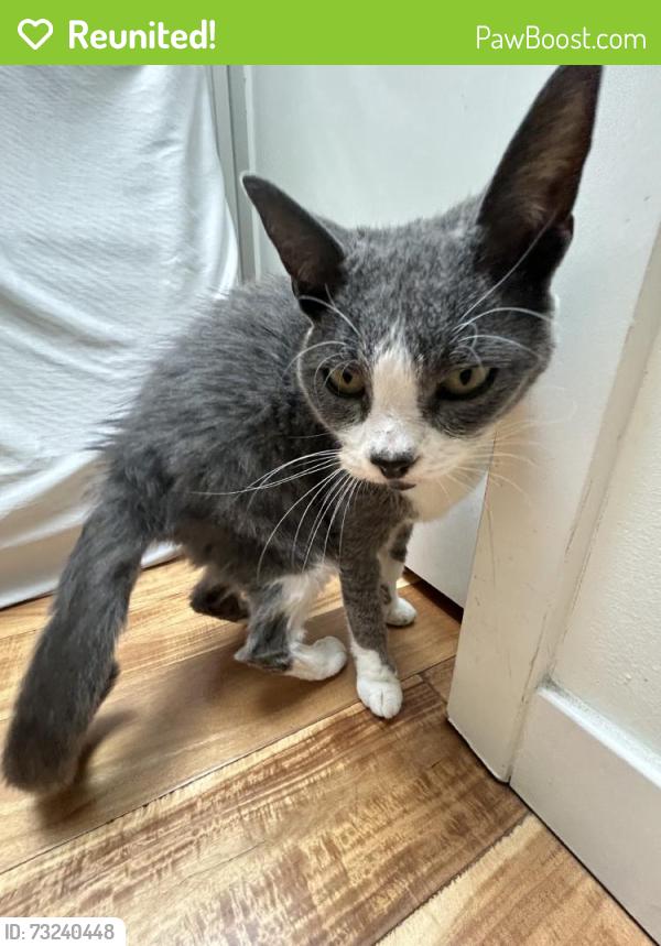 Reunited Female Cat last seen Near W Washington Blvd, Marina Del Rey, CA 90292, USA, Marina del Rey, CA 90292