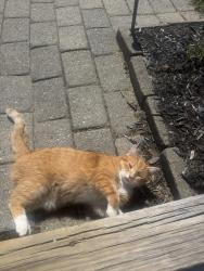 Lost Male Cat last seen Ingalls road, Jaffrey, NH 03452