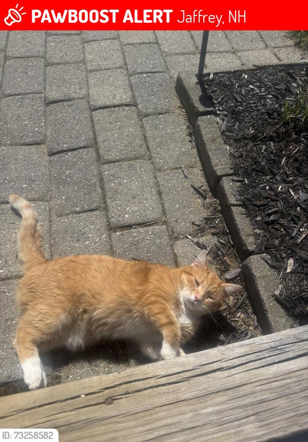Lost Male Cat last seen Ingalls road, Jaffrey, NH 03452