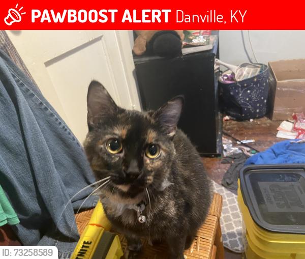 Lost Female Cat last seen Tolliver elementary, Danville, KY 40422