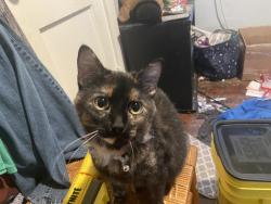 Lost Female Cat last seen Tolliver elementary, Danville, KY 40422