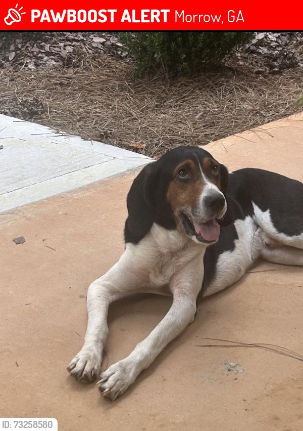 Lost Male Dog last seen Twilight and old Rex morrow road, Morrow, GA 30260