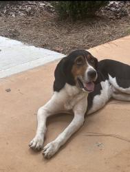 Lost Male Dog last seen Twilight and old Rex morrow road, Morrow, GA 30260