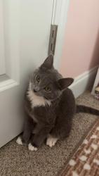 Found/Stray Male Cat last seen Stagecoach rd, Ellenwood, GA 30294